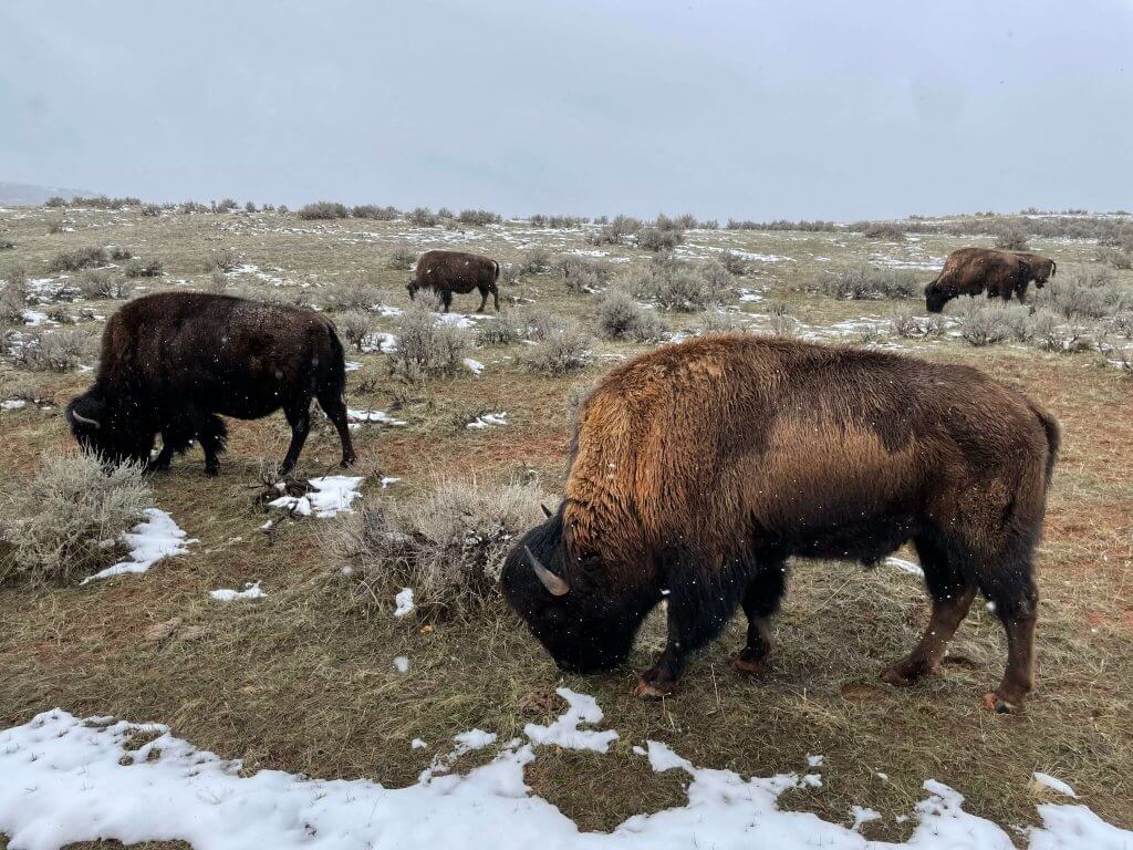 Seeing bison at Wind River Canyon is an exciting thing to do in Thermopolis, Wyoming. 