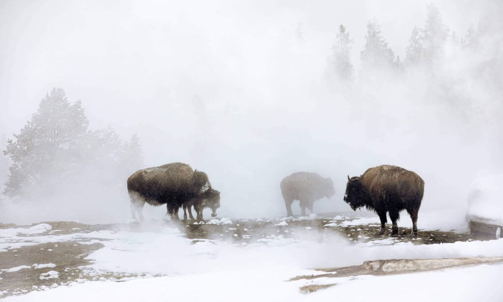 Bison graze in the winter snow during a wildlife watching expedition, a top thing to do, in Yellowstone National Park.