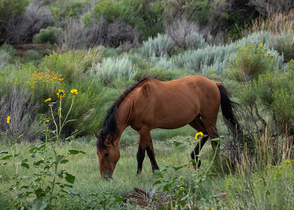 Your Guide to Visiting Wyoming's Wild Horses