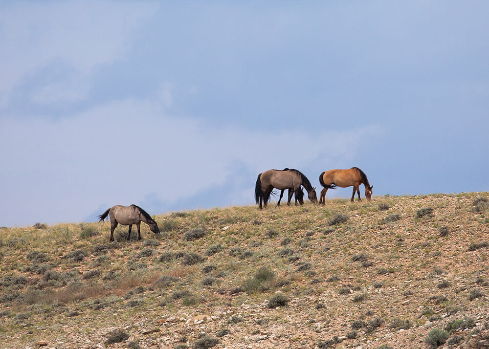 Your Guide to Visiting Wyoming's Wild Horses