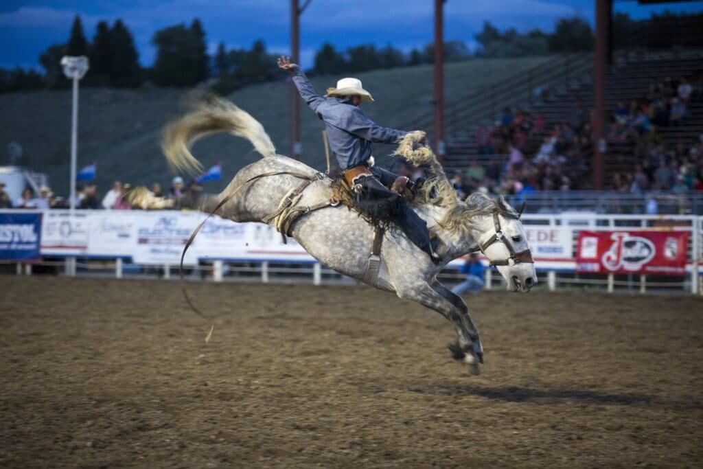 A man saddle bronc riding in an arena at the Cody Stampede Rodeo.