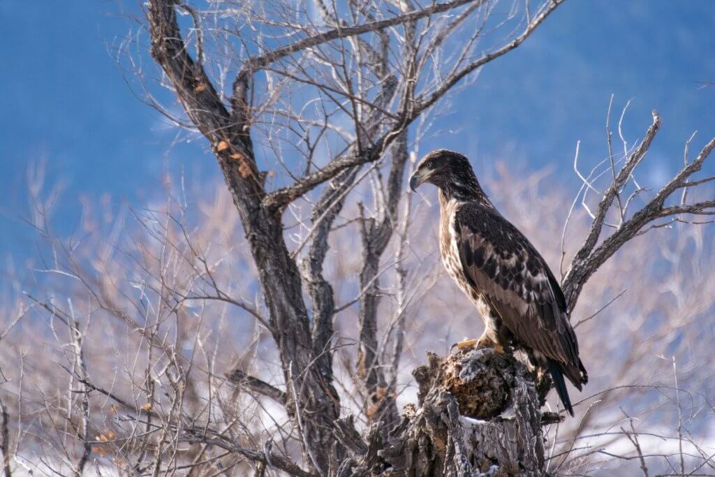 A golden eagle perched in a tree.