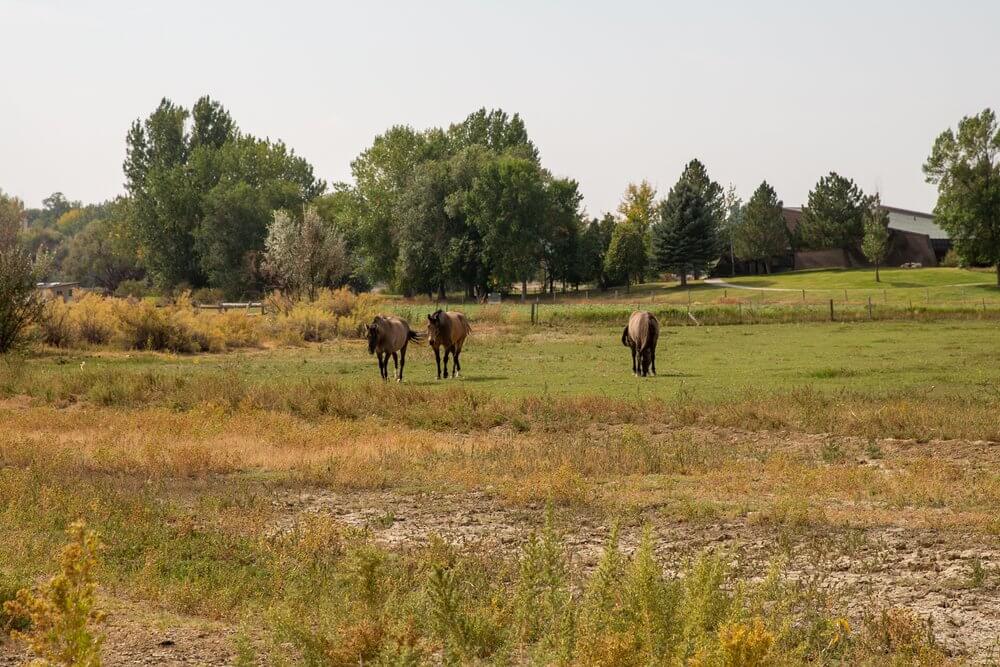 Three horses grazing in a field surrounded by trees at the Pryor Mountain Wild Mustang Center.