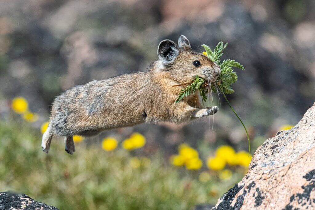 An American pika leaping through the air with foliage in its mouth.