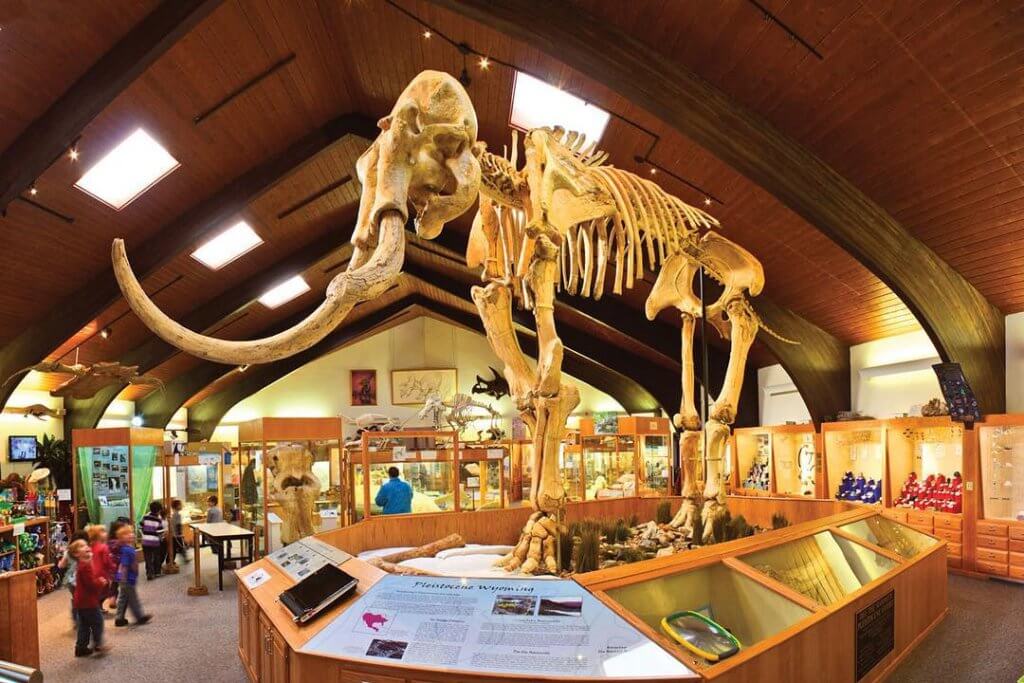 The Columbian Mammoth skeleton at the center of a room filled with exhibits at the Tate Geological Museum.