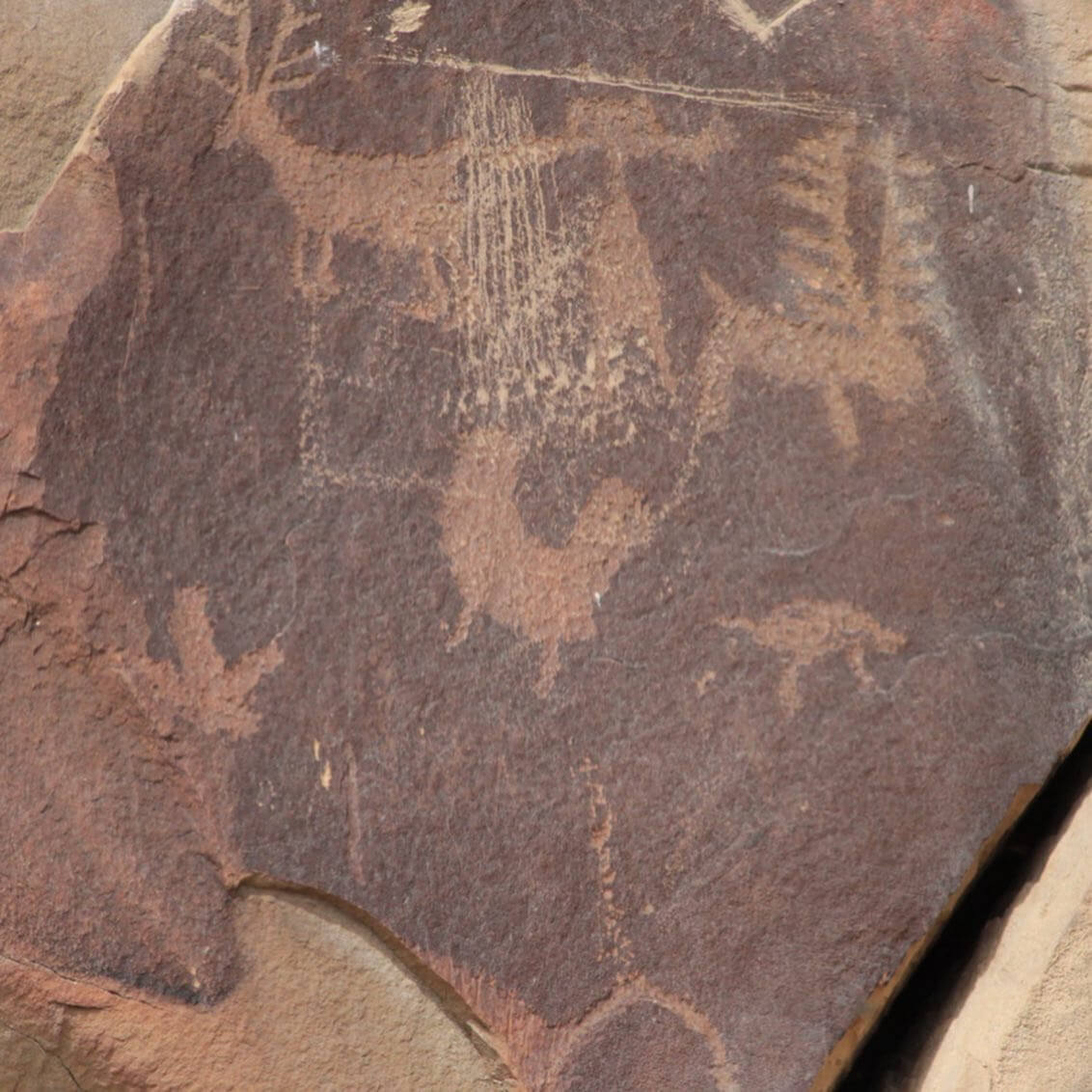 An up-close view of a series of petroglyphs at the Legend Rock Petroglyph Site.