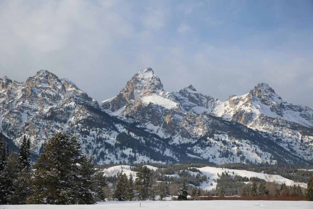 The snow and tree-covered Teton Range behind a forest of trees at Grand Teton National Park.