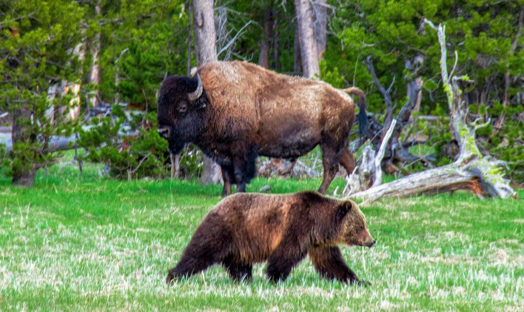 Your Family-Friendly Guide to Yellowstone National Park