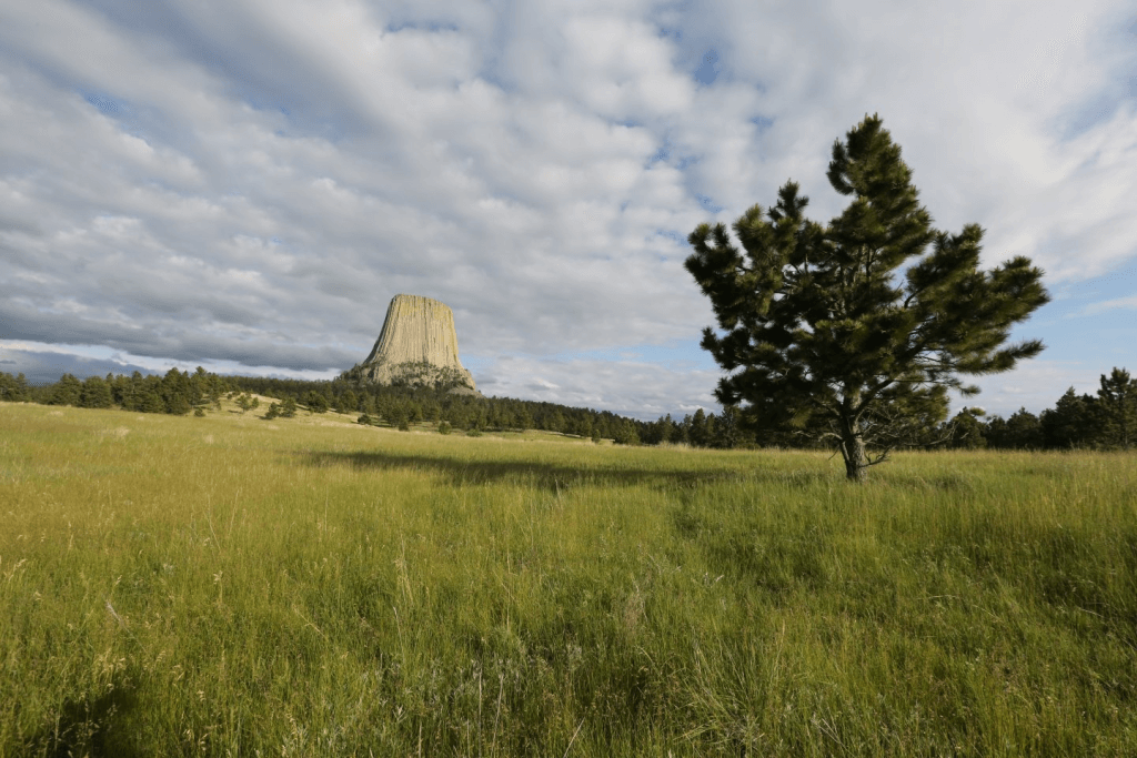 A grassy meadow where a tree's leaves sway in the breeze overlooking a faraway view of Devils tower as it rises up into the clouds. 