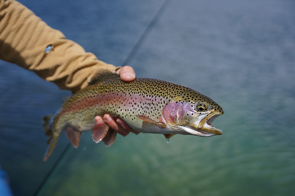 Discover Northwest Wyoming: Fishing, Touring and Exploring