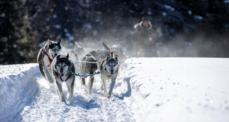 Dogsledding